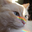 chingjyu-blog.pages.dev favicon